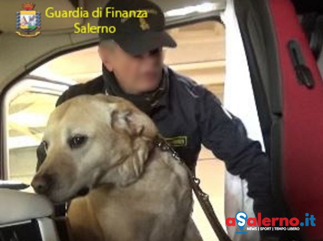 Blitz di Zebon, Esco e Fabry: cani della finanza a caccia di dosi dal lungomare e alla stazione - aSalerno.it