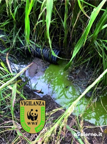 Vigilanza Wwf, task force ambientale: sotto sequestro azienda bufalina vicino al Sele - aSalerno.it