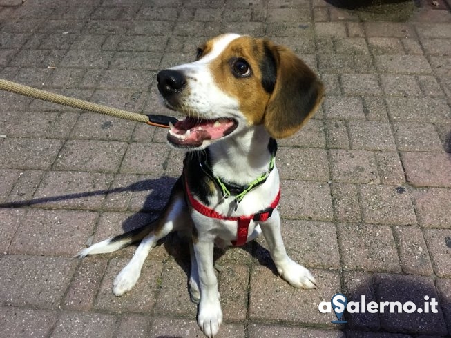 Santa Teresa, trovato cane abbandonato: l’appello – FOTO - aSalerno.it