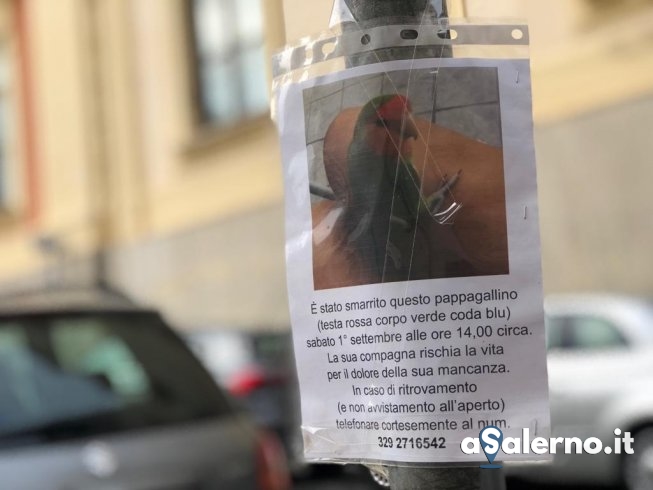 Smarrito pappagallo in via Mercanti, i residenti si mobilitano - aSalerno.it