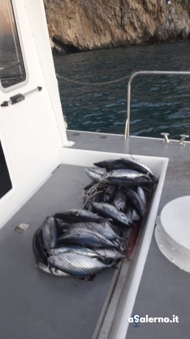 Costiera Amalfitana, sequestrati 80 esemplari di tonno rosso - aSalerno.it