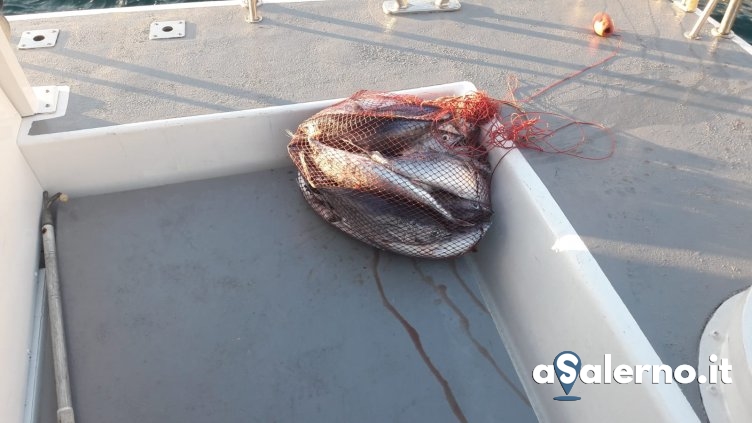 Nuovo sequestro di tonno rosso in Costiera - aSalerno.it