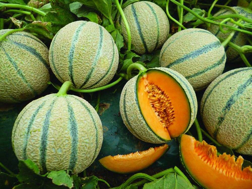 melone