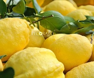 foto limoni