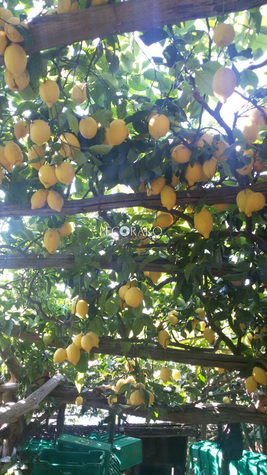 limoneto