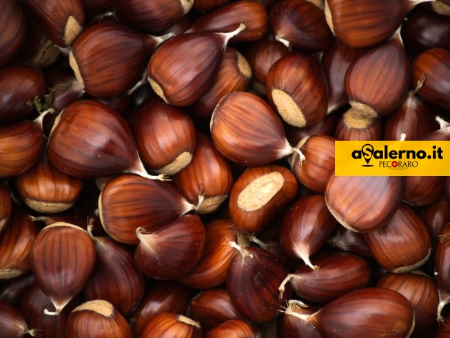 Salerno, Coldiretti: “Anno difficile per le castagne e non per colpa del cinipide” - aSalerno.it