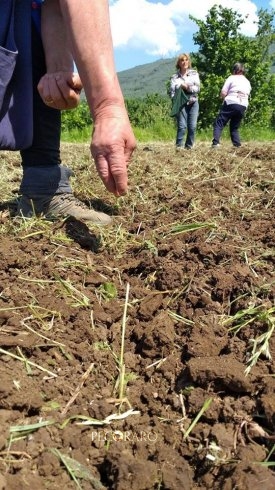 Arachidi, coltivazione anche nel Salernitano? Parte la sperimentazione - aSalerno.it