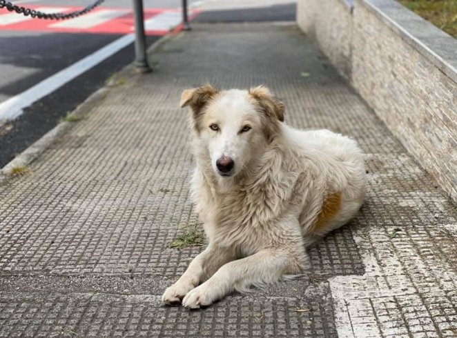 Sassano, continua l’assistenza ai cani randagi - aSalerno.it