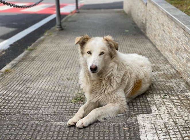 Baronissi, un’area per il ricovero temporaneo dei cani - aSalerno.it