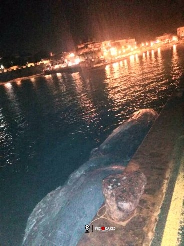 Carcassa di balena trasportata dal mare nel porto di San Marco di Castellabate - aSalerno.it