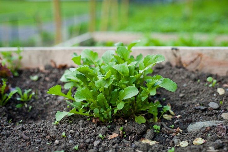 Prima volta sul mercato per il marchio Igp della Rucola della Piana del Sele - aSalerno.it