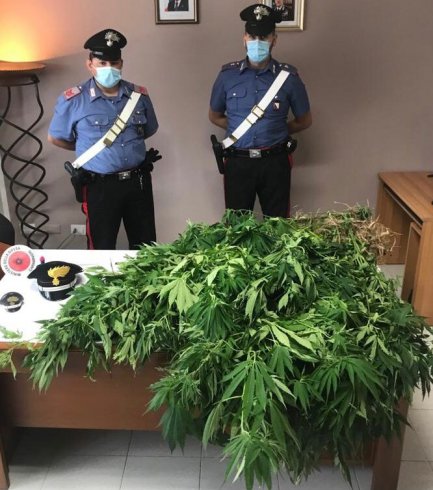 Salerno, scoperte oltre 90 piante di marijuana - aSalerno.it