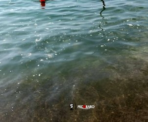 maresporco02