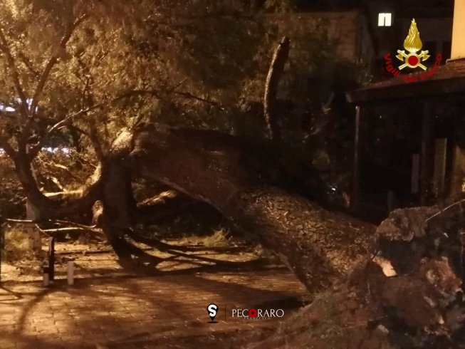 Cade albero a Salerno, intervento dei Vigili del Fuoco nella notte - aSalerno.it