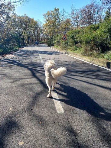 Cani in semi-randagismo a Montecorvino Pugliano, la denuncia dei volontari - aSalerno.it